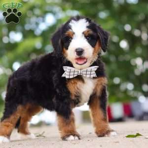 Bad bad Leroy Brown, Mini Bernedoodle Puppy
